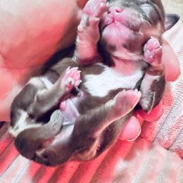 Bentley - Chocolate and white male Chihuahua puppy in North Dakota from American Dream Chihuahua’s