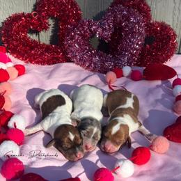 Dachshund Puppies from Camacho_Dachshunds