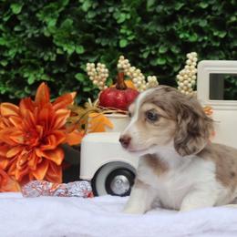 Chocolate Chip - Dapple male Dachshund puppy in Woodbine, Georgia from Bowdachs Miniatures