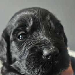 Vlad - Black male Goldendoodle puppy in Kansas City, Missouri from Poppy's Doodles