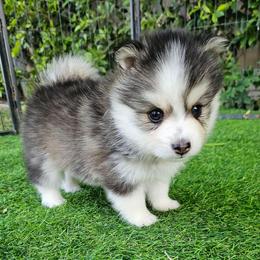 Nala - Black and white female Pomsky puppy in Southern California, California from SoCal Pomskies LLC