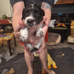 Female 2 Spot on right Mint - Piebald female Dachshund puppy in Gordon, Georgia from Long Dogs Yellow Farm