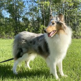 Black Pearl - Collie