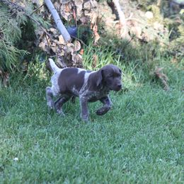 German Shorthaired Pointer Puppies from Mancandy German Shorthairs