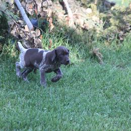 German Shorthaired Pointer Puppies from Mancandy German Shorthairs