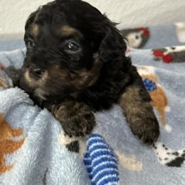 Boy 6 - male Havanese puppy in North Richland Hills, Texas from A Royal Havanese Court