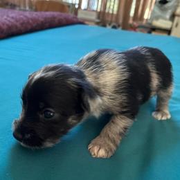 Queen B - Black and silver female Miniature Schnauzer puppy in Huron, Tennessee from Wilma's Paw-Paw Patch