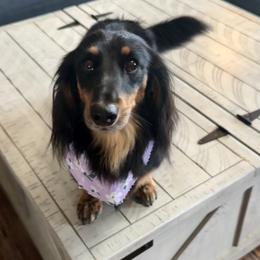 Cleo - Dachshund