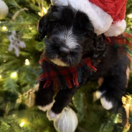 Tinsel - Black and white female Sheepadoodle puppy in Surprise, Arizona from Desert Lily Doodles