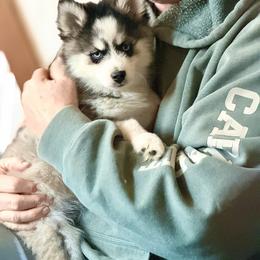 Highland - Gray and white male Pomsky puppy in Centerville, Iowa from LJ Kennels Pomskies, LLC