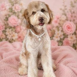 Cosmo - Crate Trained - Chocolate merle female Bernedoodle puppy in Youngstown, Florida from Wonderland’s Boujie Kennels