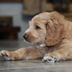 Saint Berdoodle Puppies from Highland Ridge Doodles