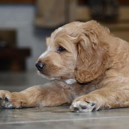 Saint Berdoodle Puppies from Highland Ridge Doodles