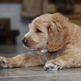 Saint Berdoodle Puppies from Highland Ridge Doodles