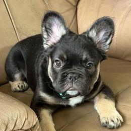 Delilah - Black and tan female French Bulldog puppy in Shakopee, Minnesota from Fishie's Frenchies