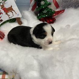 Emma - Black tri female Miniature Australian Shepherd puppy in Signal Mountain, Tennessee from D & D Miniature and Toy Australian Sheppards
