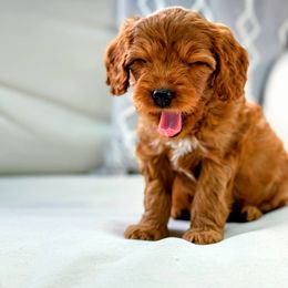 Cavapoo Puppies from Carolina Springs Breeding
