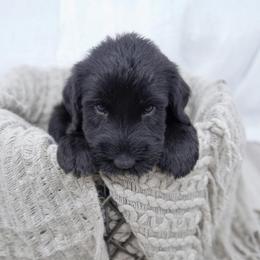 Clove - Black female Giant Schnauzer puppy in Collinsville, Mississippi from Hillside Kennels