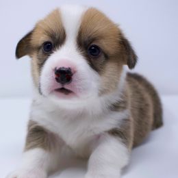 Breeze - Fully Health Tested Parents - Red male Pembroke Welsh Corgi puppy in Tracy, California from Limitless Huskies