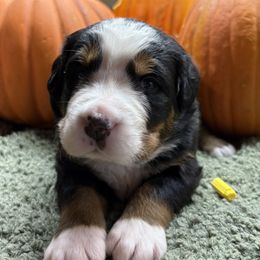 Girl 4 - Black rust and white female Bernese Mountain Dog puppy in Carlotta, California from Aunt-T’s Australian Shepherds