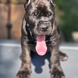 Teal collar (Xena) - Strong, fearless, and confident. - Black female Cane Corso puppy in Texas from Jolaw Kennel