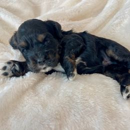 Cocker Spaniel Puppies from Jennifer Dees
