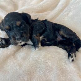 Cocker Spaniel Puppies from Jennifer Dees
