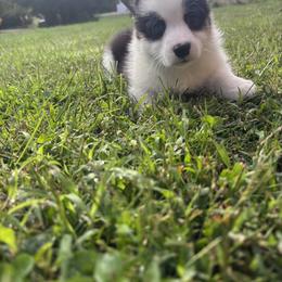 Pembroke Welsh Corgi puppies from Box Alarm Farm Corgis