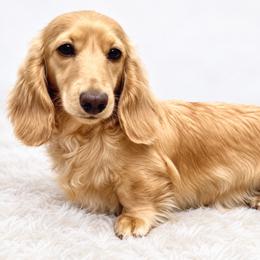 Jack - Dachshund