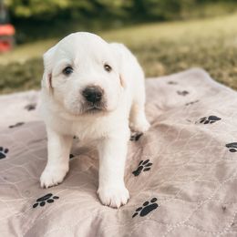 Boy 4 - Great Pyrenees puppy in New Palestine, Indiana from Hitchcock Homestead