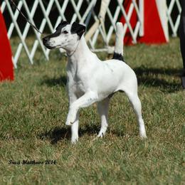 Smooth Fox Terrier All Grown Up from Tocoa Smooth Fox Terriers