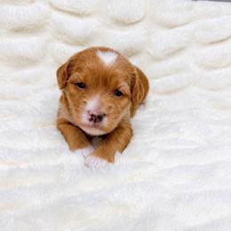 Sweetie - Red  female Goldendoodle puppy in Springfield, Ohio from Dawson & Daryn's Royal Companions
