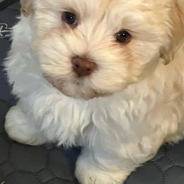 Teddy Bear - Cream male Havanese puppy in Dallas/Fort Worth, Texas from Sweet Feats Havanese