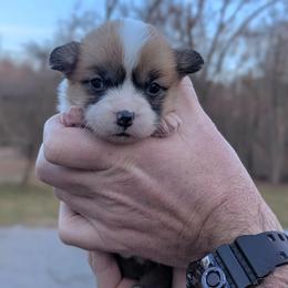 Olive - Red female Pembroke Welsh Corgi puppy in Columbus, Ohio from Rose Water Corgis in Ohio