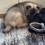 Keeshond Puppies from Hocking Hills Keeshonds