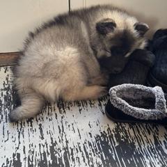 Keeshond Puppies from Hocking Hills Keeshonds