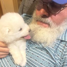 3 Pink Design Girl - White and biscuit female Samoyed puppy in Goldendale, Washington from Better’s Samoyeds