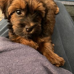 Havanese, Havapoo, and Labrador Retriever Puppies from Joyful Havanese, Havapoo, and Labs