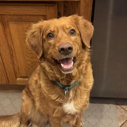 Poppy - Nova Scotia Duck Tolling Retriever