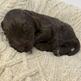 Caleb - Phantom male Goldendoodle puppy in Calhoun, Georgia from FamilyLoved Doodles