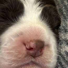 Girl 3 - Liver and white English Springer Spaniel puppy in Katy, Texas from 7UL Springers