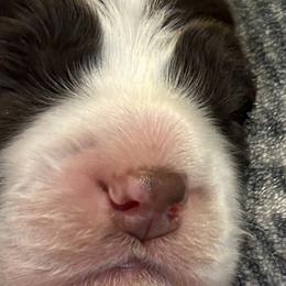 Girl 3 - Liver and white English Springer Spaniel puppy in Katy, Texas from 7UL Springers