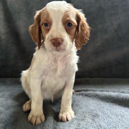 Jane - Orange and white female Brittany puppy in Parkersburg, Iowa from Truax Brittanys