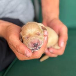 5th pick females - Golden female Golden Retriever puppy in Colville, Washington from Columbia Ridge Goldens