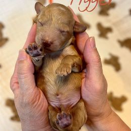 Tiger - Red  male Goldendoodle puppy in Mocksville, North Carolina from Little Bear Doodles
