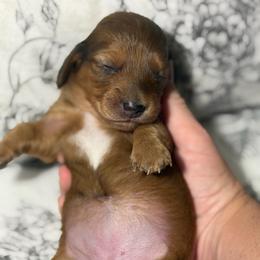 Poppy - Dapple female Dachshund puppy in Stockton, California from Wiggles & Wags Dachshund's