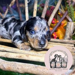 Franny - Dapple female Dachshund puppy in Mt. Sterling, Kentucky from Decadent Doxies of KY