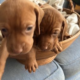 Vizsla Puppies from Foxfire Vizslas