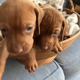Vizsla Puppies from Foxfire Vizslas