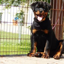 Rottweiler Puppies from Mountain High Kennels